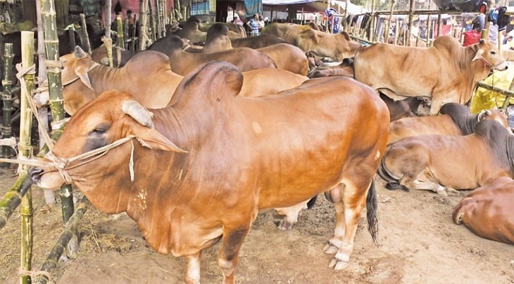 মেরাদিয়ায় গরুর হাট বসানো যাবে না: হাইকোর্ট