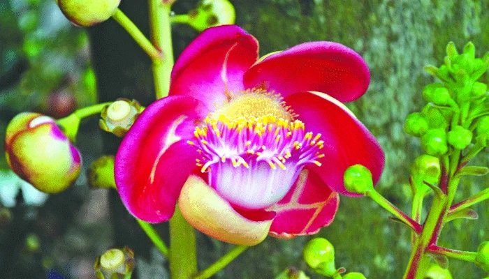 নাগলিঙ্গম সৌন্দর্য, সুবাস আর ঔষধিগুণের বিরল বৃক্ষ