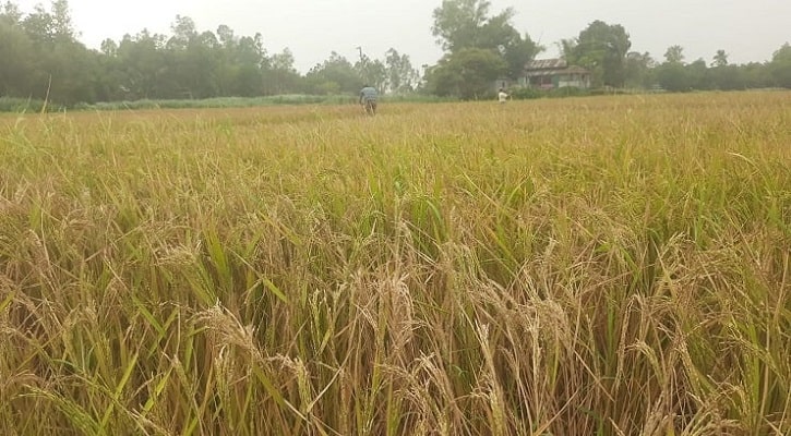 পাবনায় ইটভাটার বিষাক্ত গ্যাসে নষ্ট হচ্ছে কৃষকদের ধান