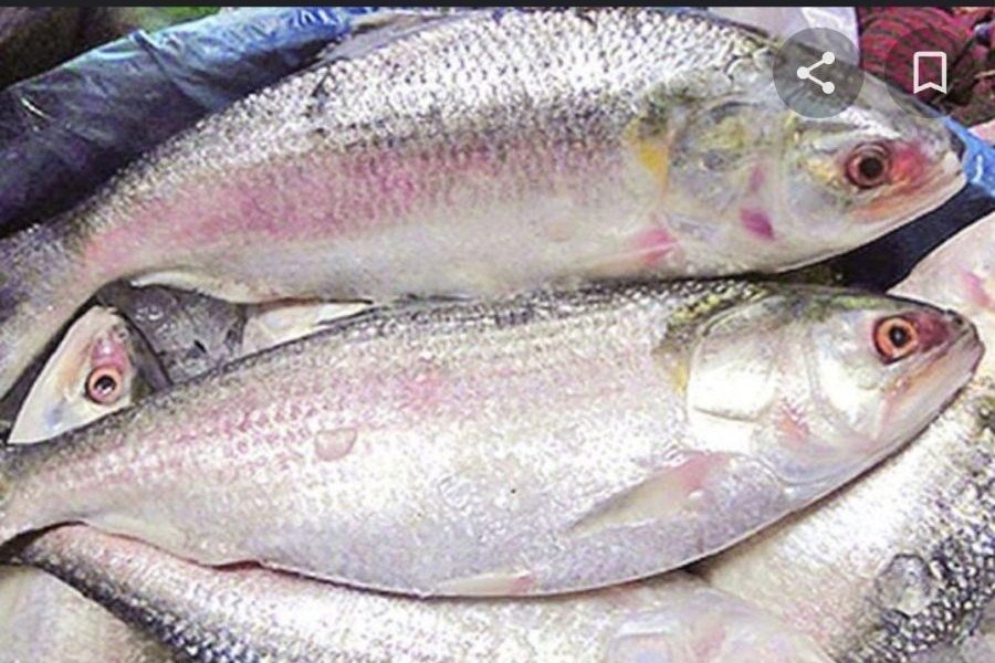 আবারো বাড়ল ইলিশের দাম, আড়তে কেজি কত?