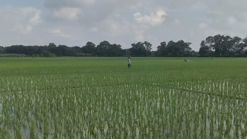 রাজবাড়ীতে সারসংকট, চড়া দামে বিক্রির অভিযোগ
