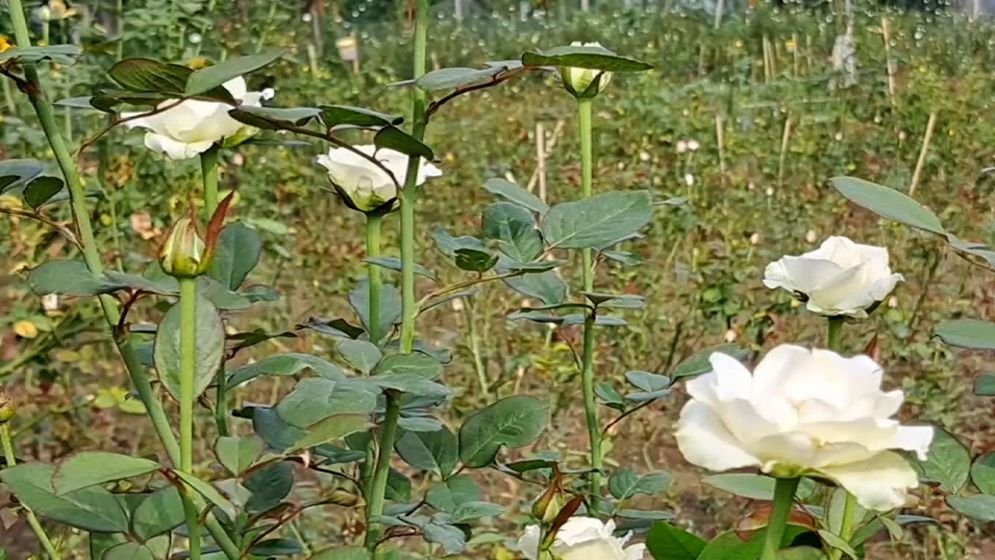 শেরপুরের গারো পাহাড়ে বাণিজ্যিকভাবে গোলাপ চাষ শুরু