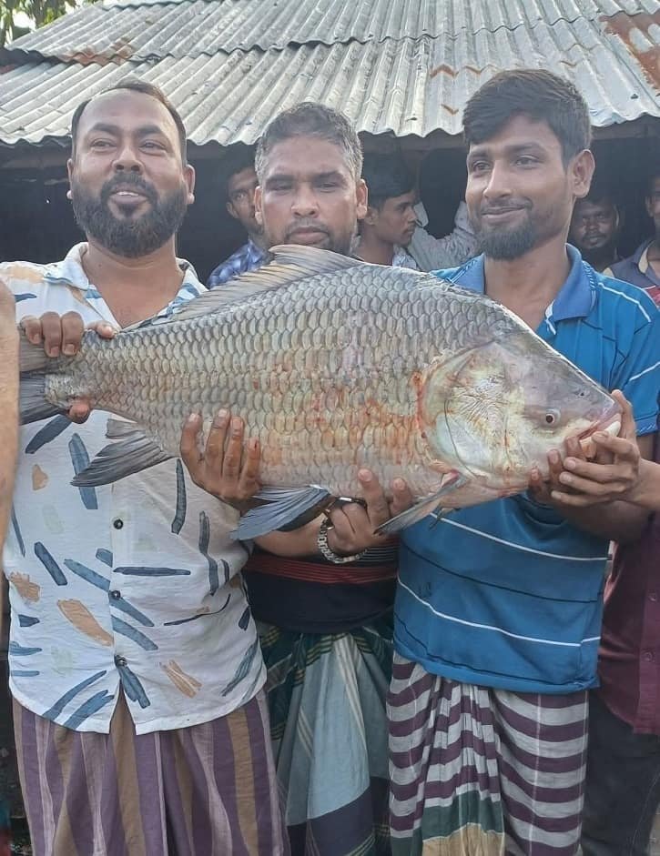 মেঘনায় ধরা পড়ল দানবাকৃতির কাতলা
